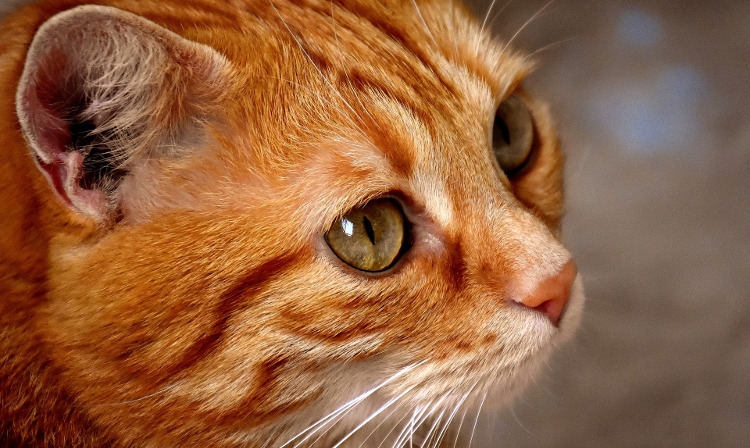 Wybredny kot niejadek – jak sobie z nim poradzić?