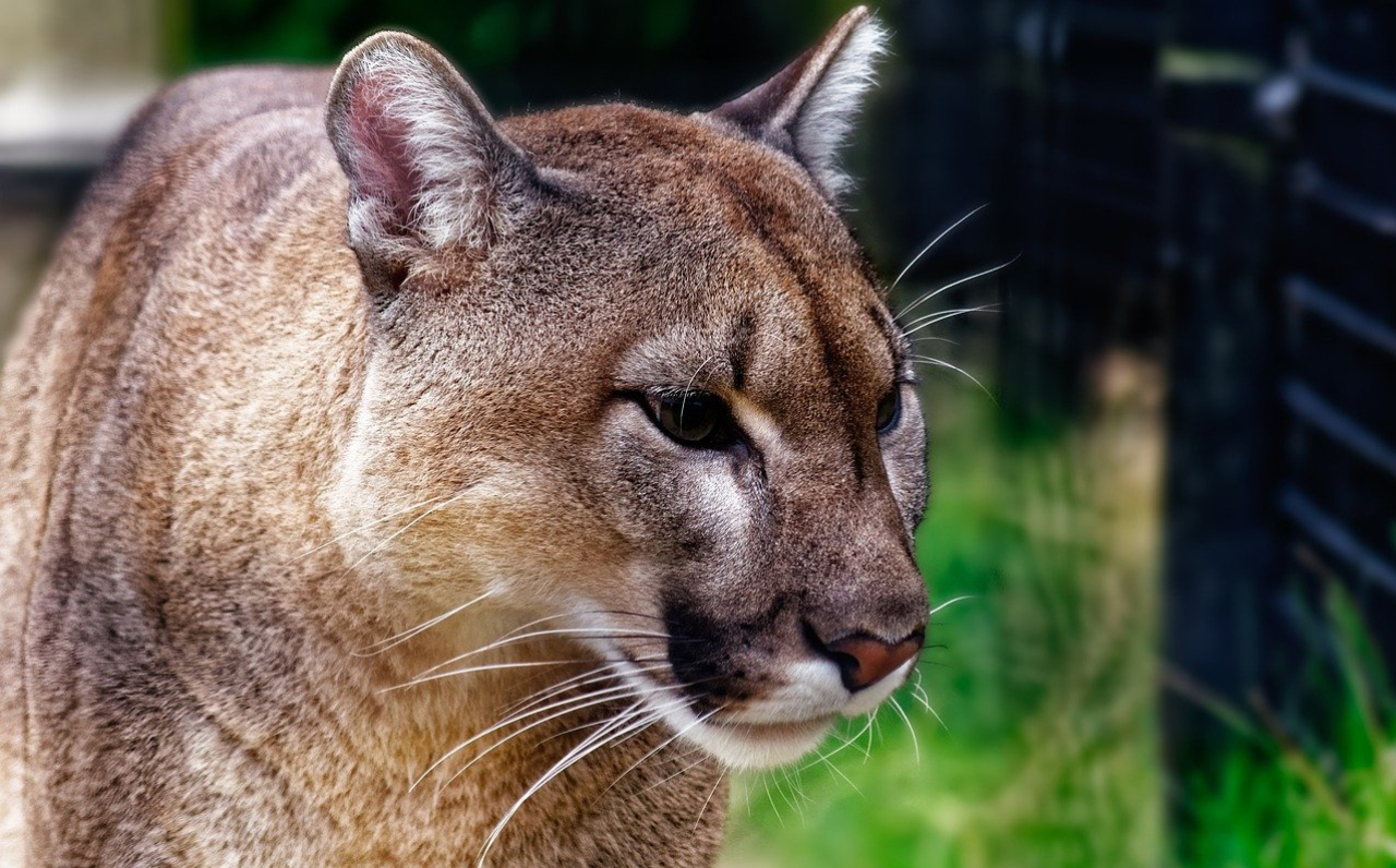 Cougar Attack in Washington