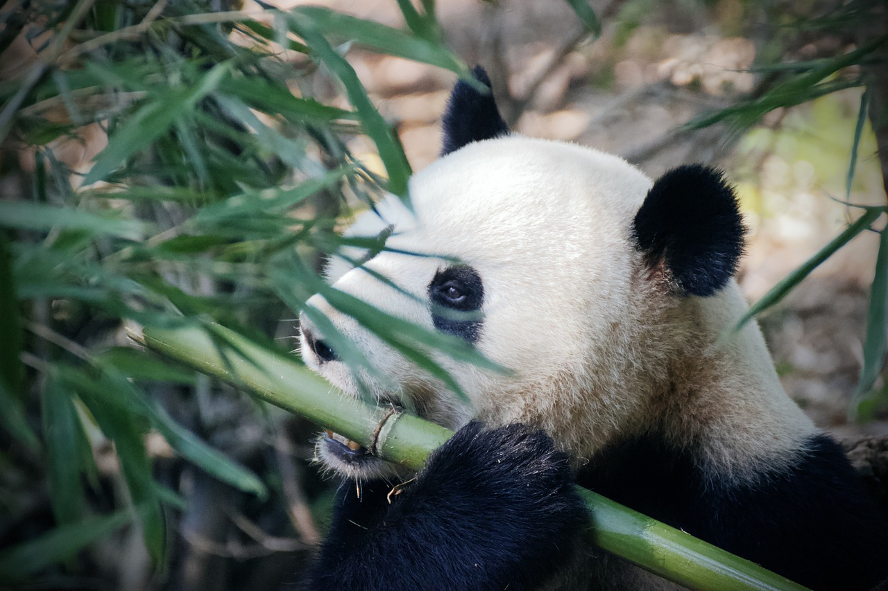 Przebranie psów za pandy w zoo w Taizhou